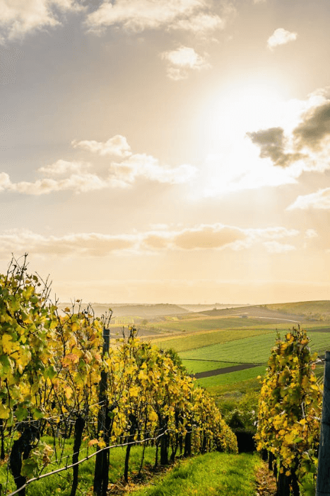 Vignes des Pays de la Loire